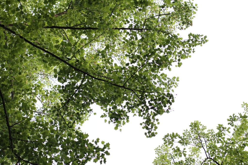 A view upwards into the trees.