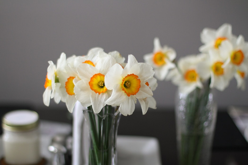 daffodils in vases.
