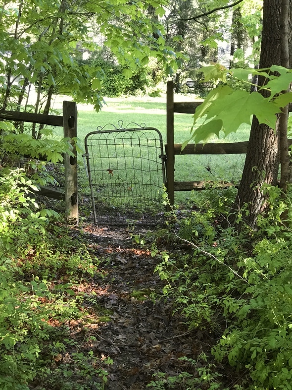 gate in the woods