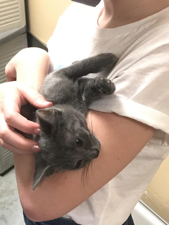gray kitten from the cat rescue