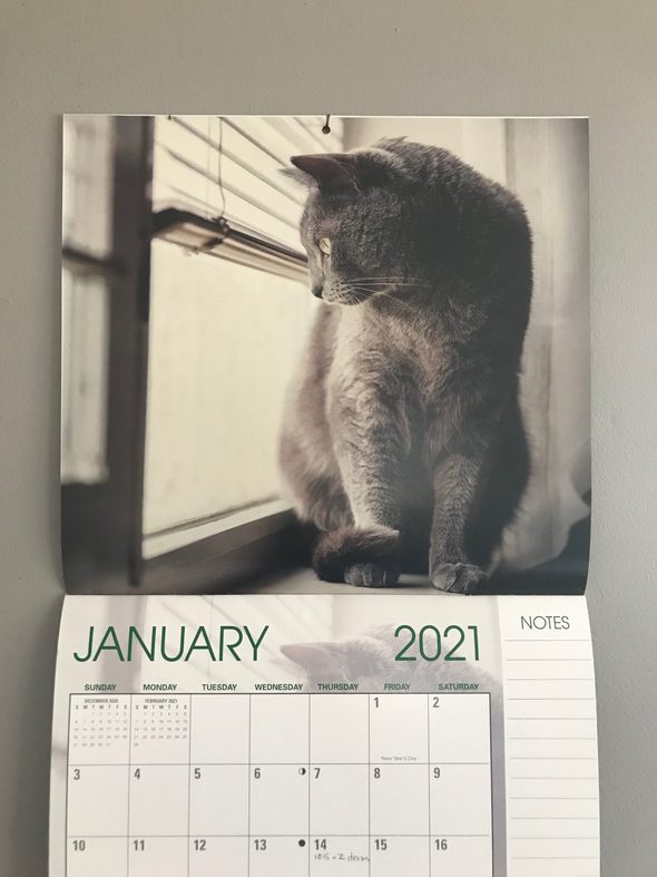 cat calendar from Aldi