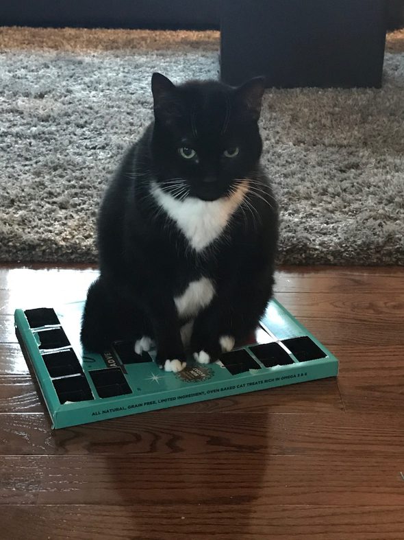 cat sitting on advent calendar