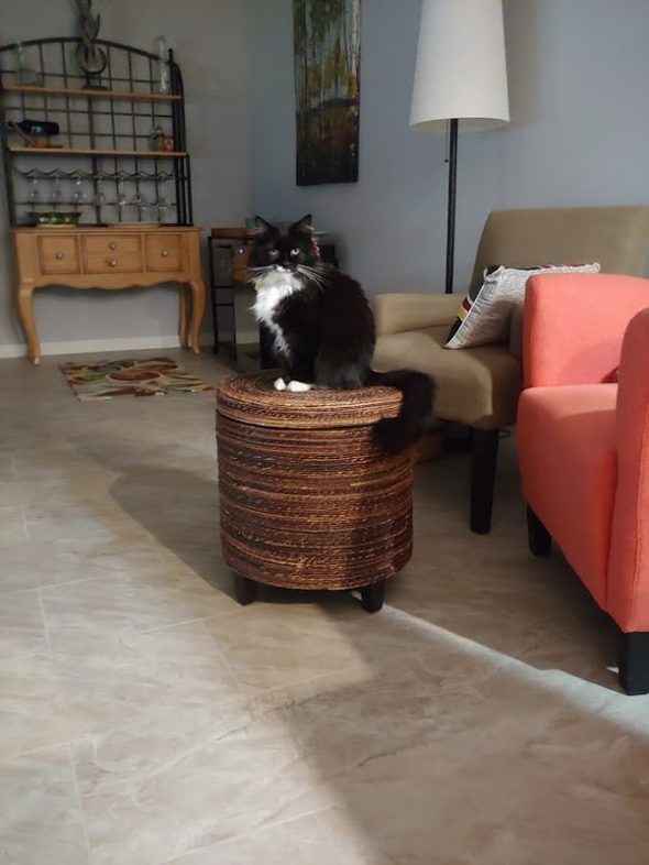 Black tuxedo cat on a stool.