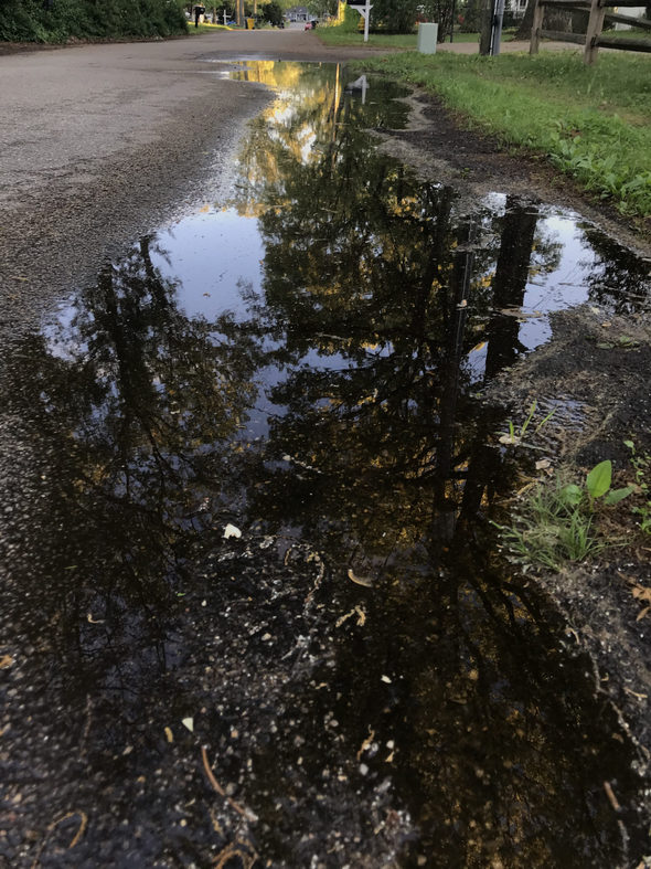 Rain puddle with trees reflected in it.