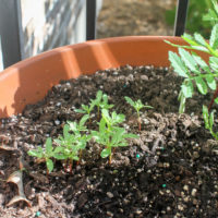 Marigold seedlings in a terracotta pot.