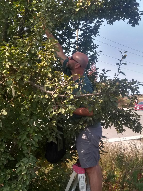 husband picking fruit.