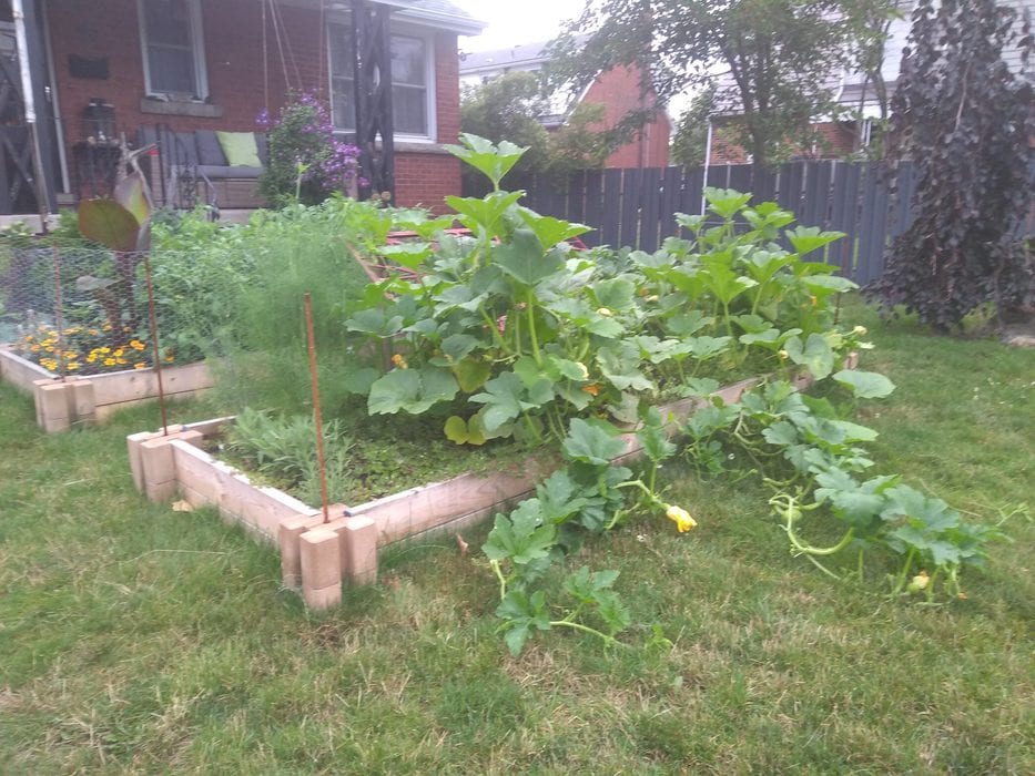 A vegetable garden.