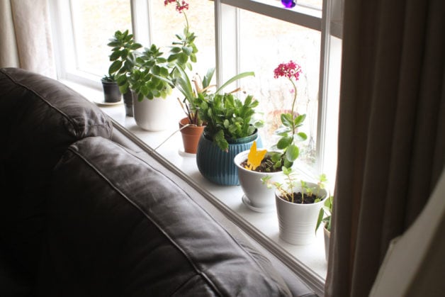 bay window with plants on the shelf.