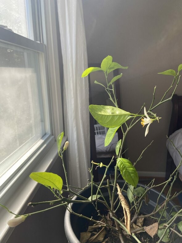 lemon tree with new leaves.