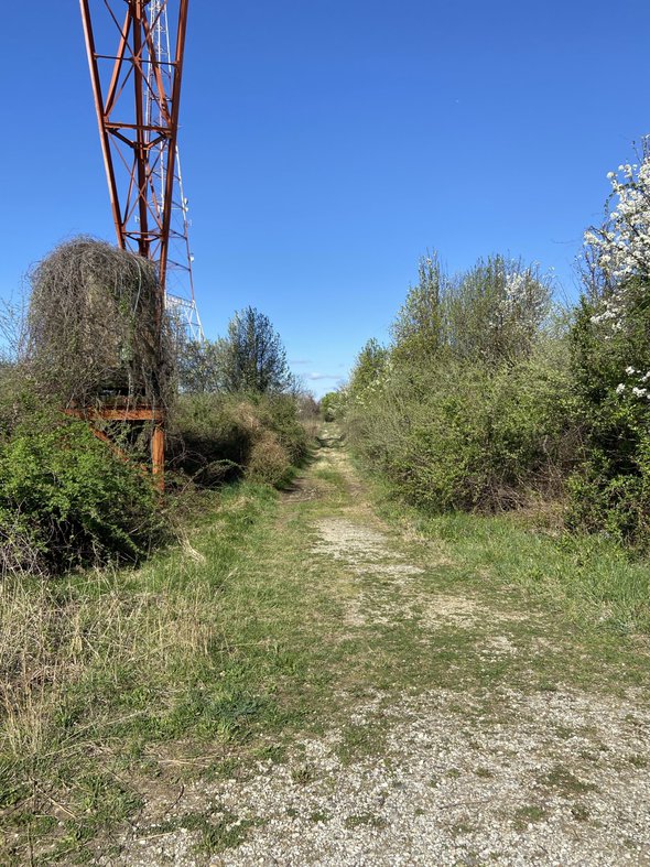 trail with brush.