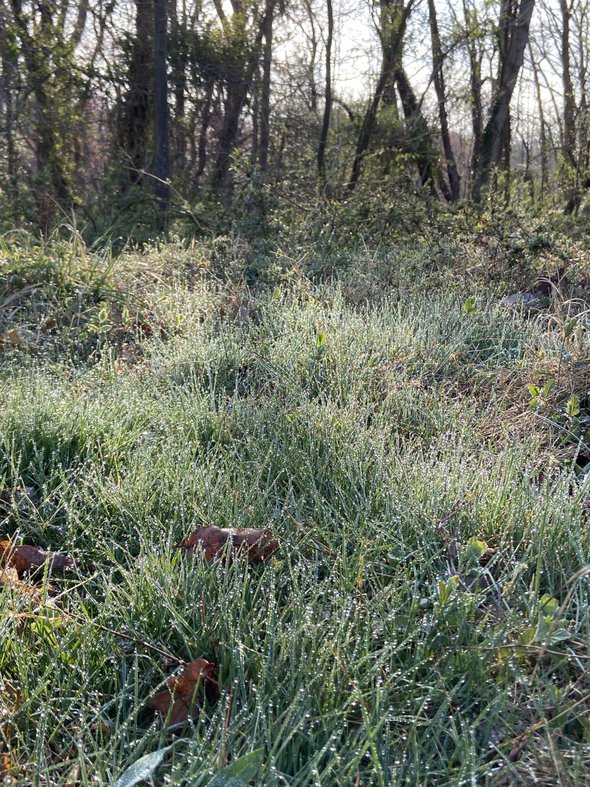 morning sun on grass.