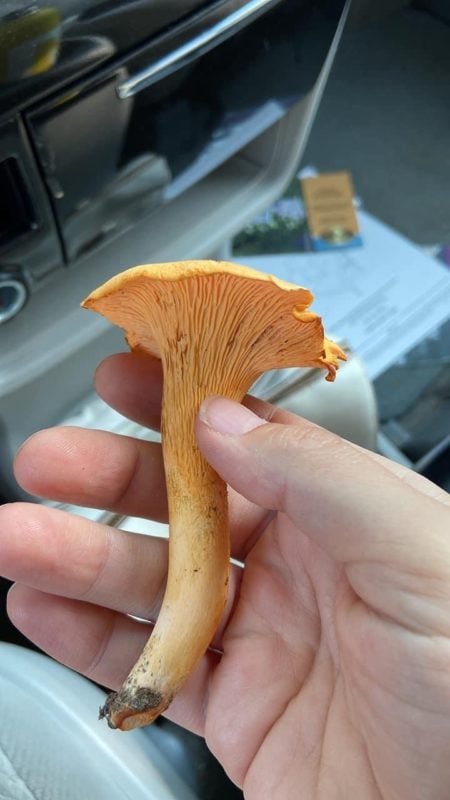 orange chanterelle mushroom.