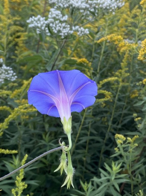underside of purple flower.