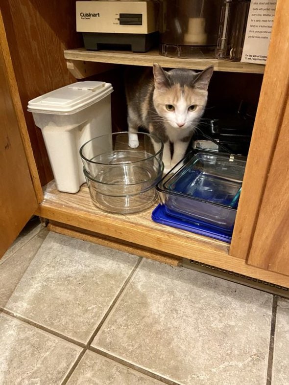 cat in cabinet.