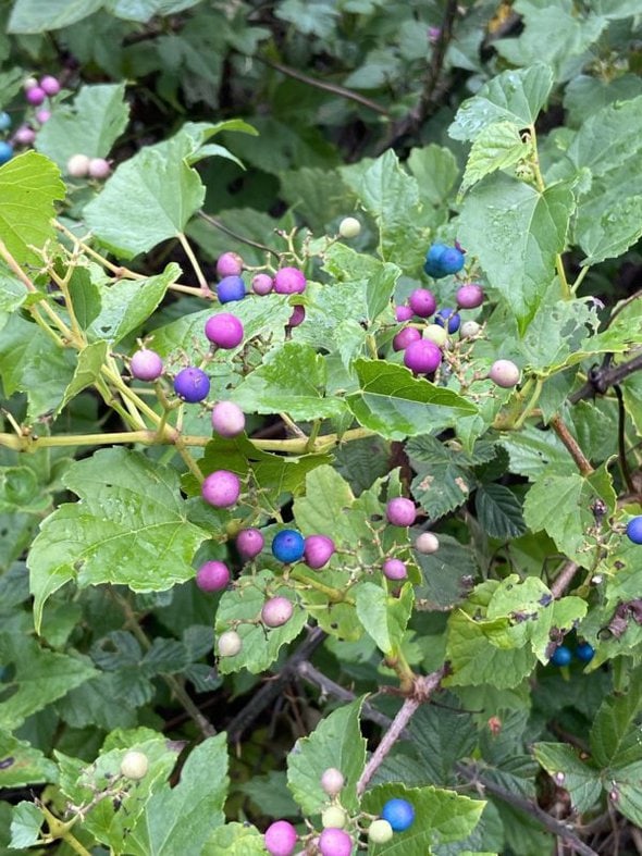 colorful berries.