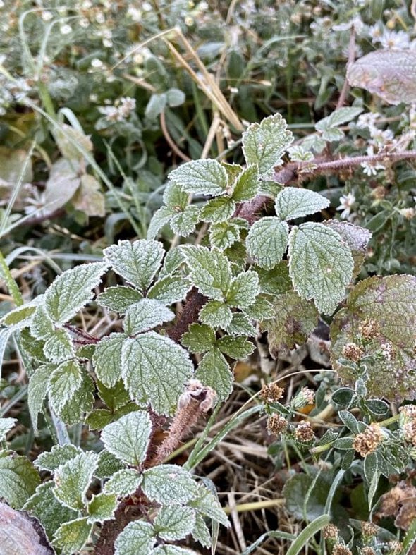 frosted blackberry leaves.