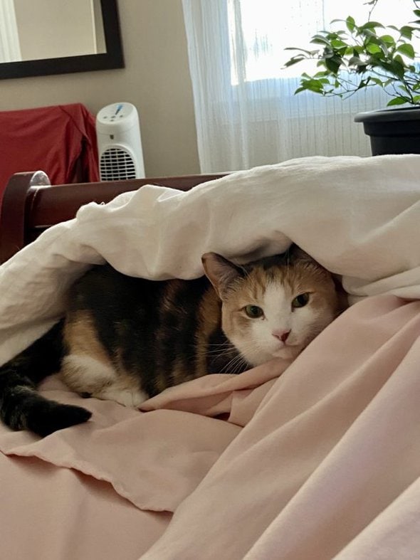 cat under the covers.