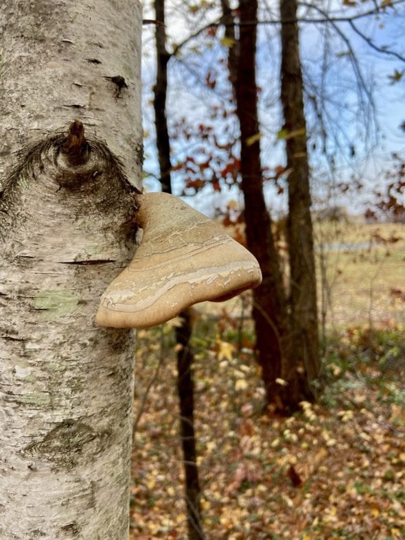 mushroom on tree trunk.