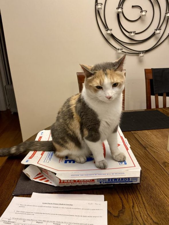 cat on pizza box.