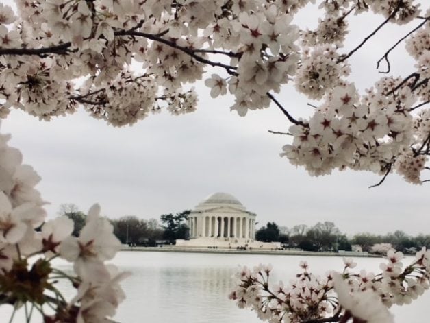 cherry blossoms in washington DC.