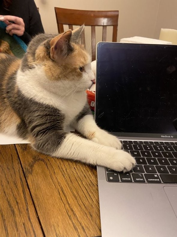 cat by laptop.