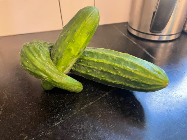 curved cucumber.