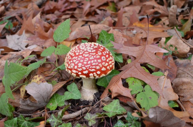 red mushroom.