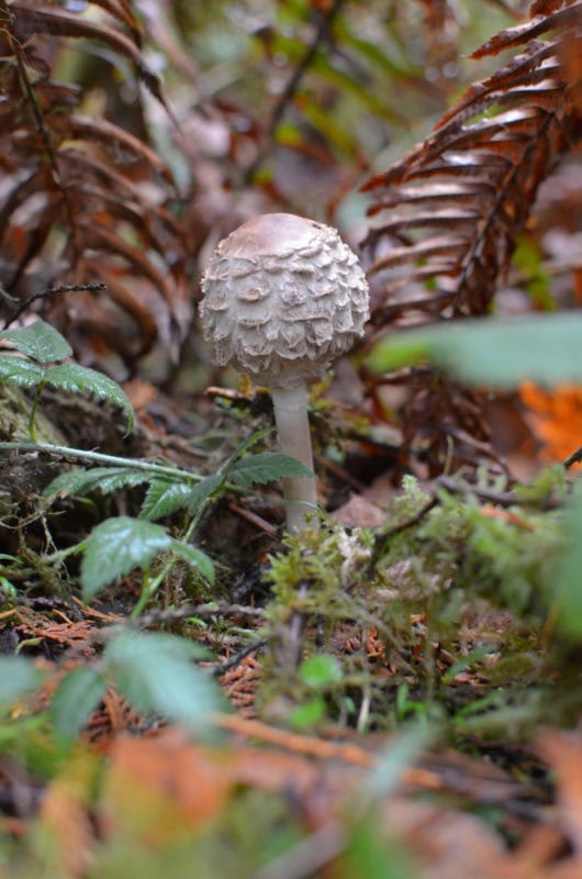 mushroom.