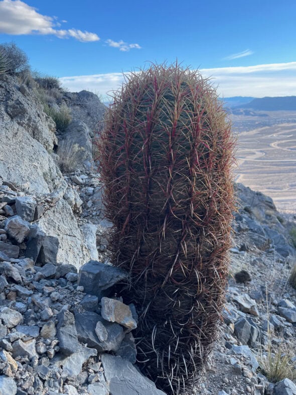 barrel cactus.