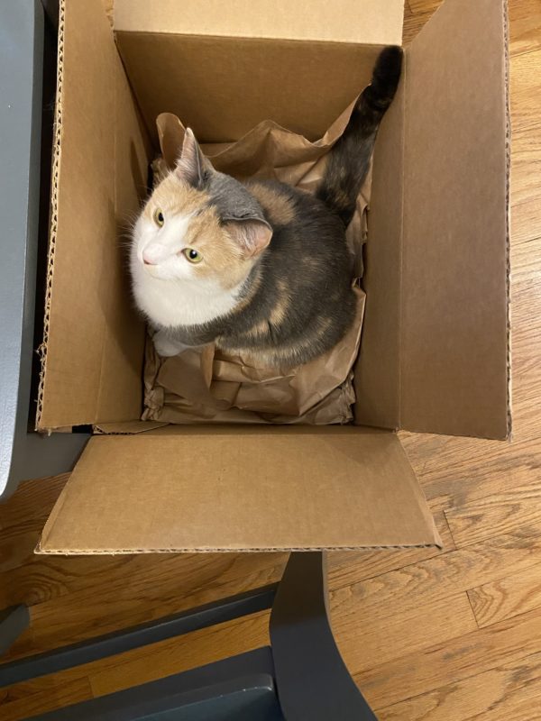cat in a box.
