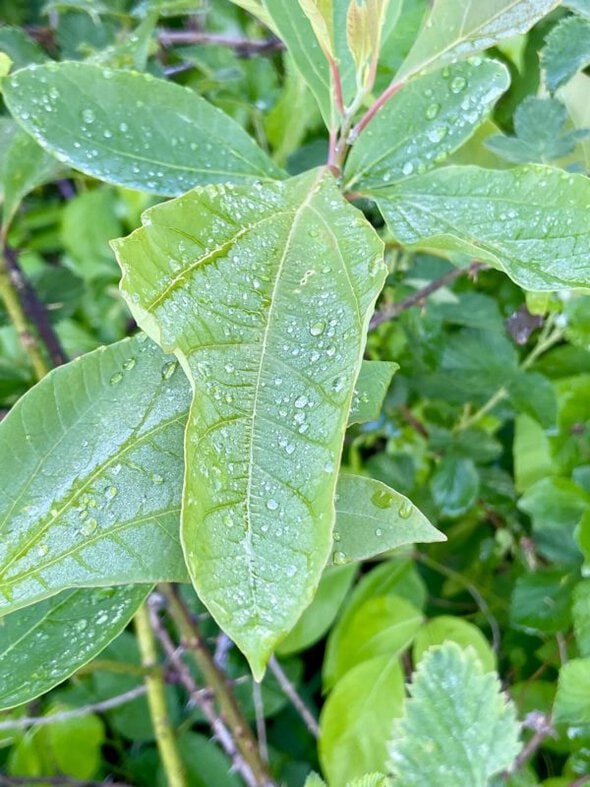 water droplets on a leaf.