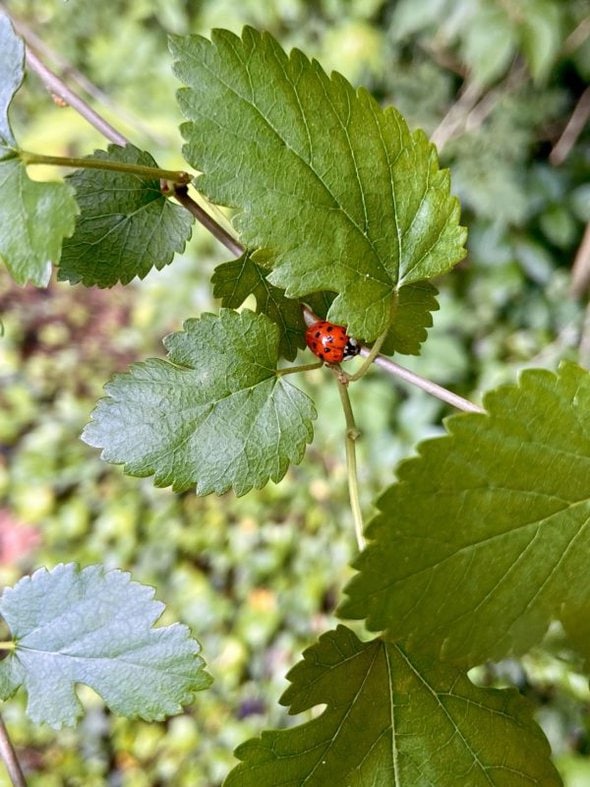 lady bug on leaf.