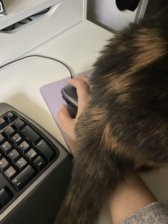 cat sitting on computer mouse.
