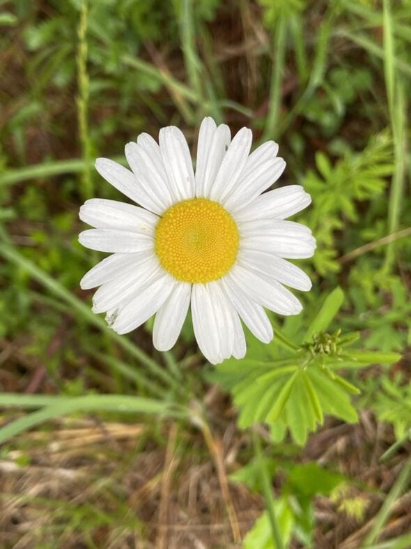 white daisy.