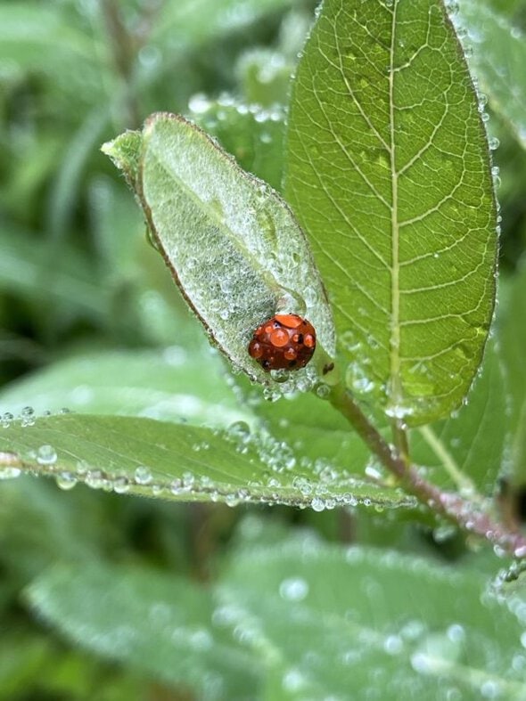 ladybug on a leaf.