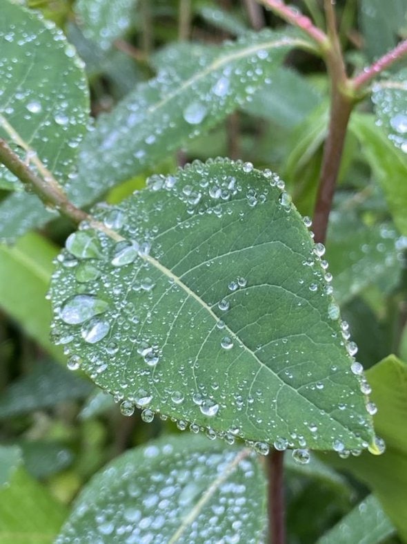 raindrops on a leaf.