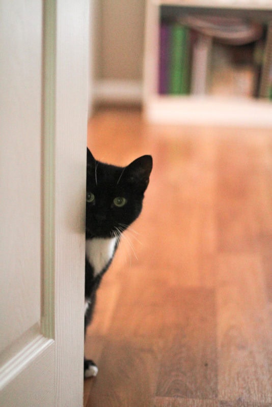 black cat peeking around a door.