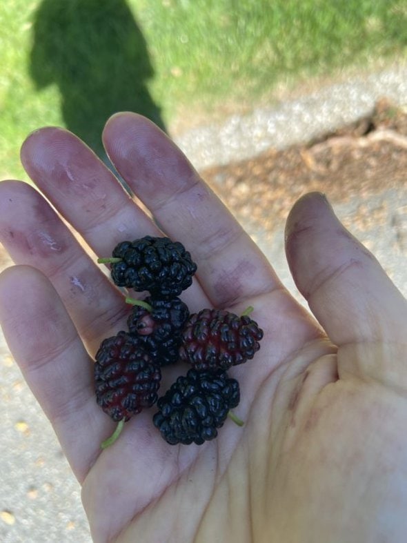 dark mulberries.