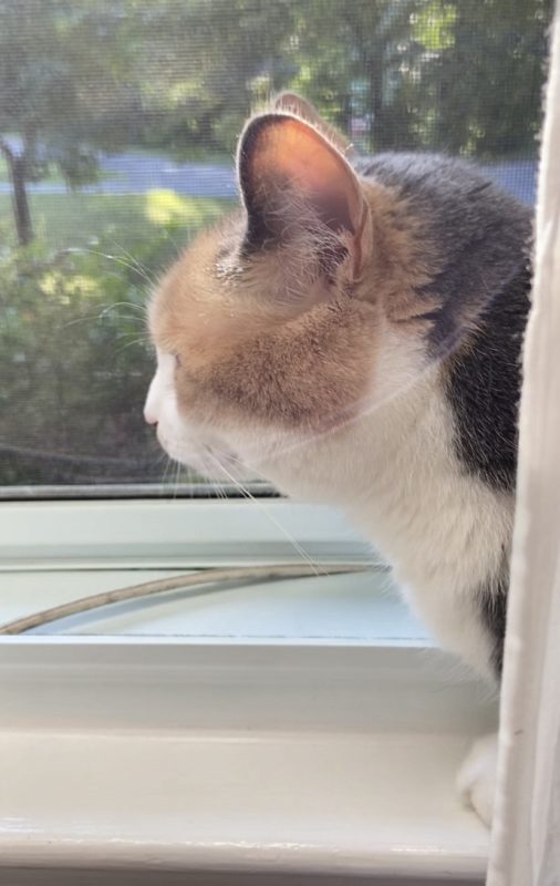 cat in window.