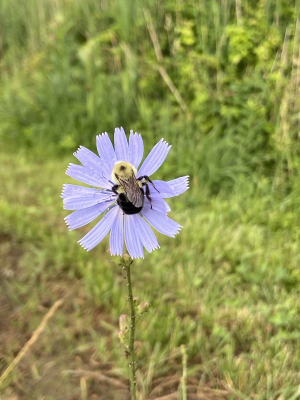 bumblebee on flower.