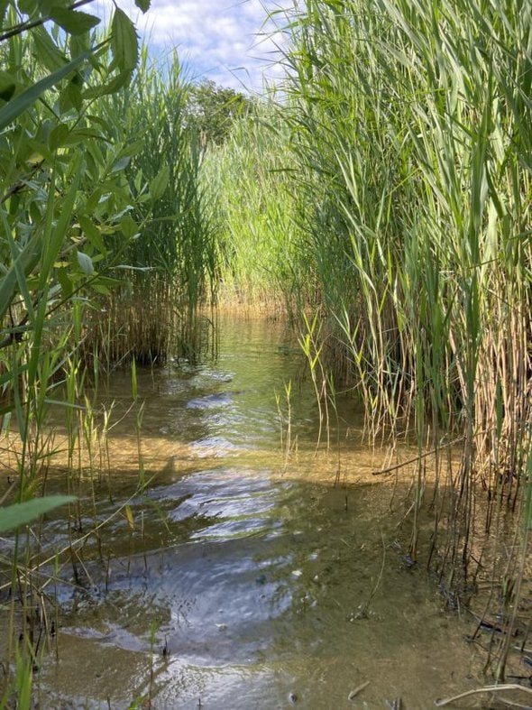 reeds on a shoreline.