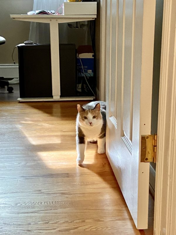 cat walking by door.