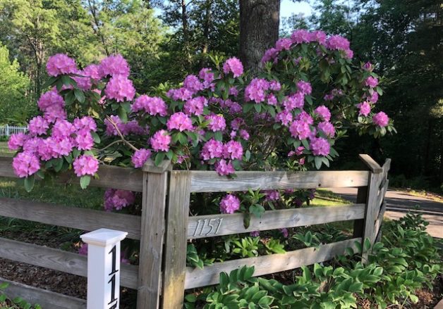 purple flowers hanging over a wooden fence.
