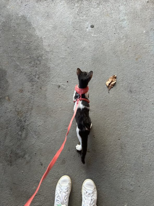 cat on a harness.