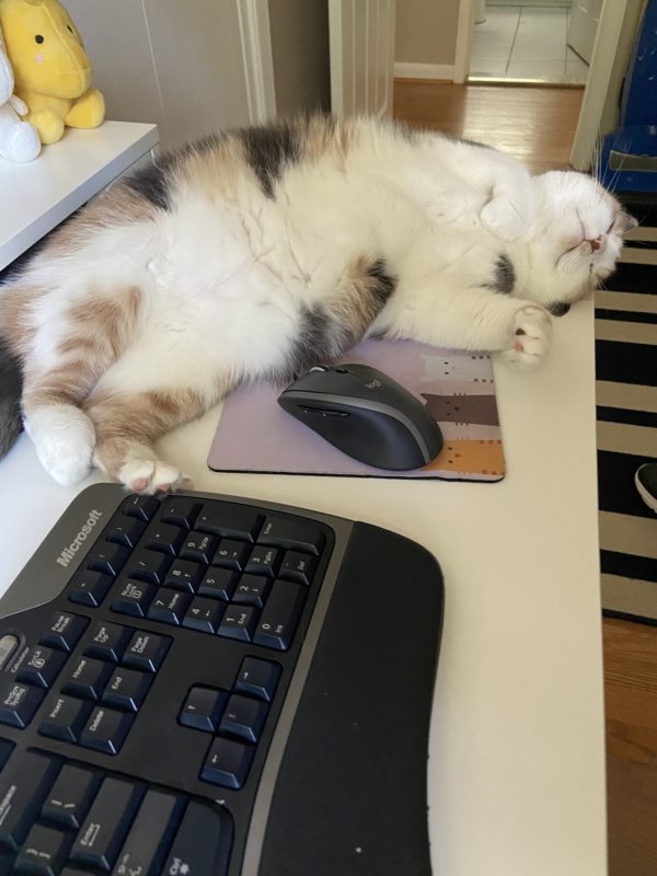 cat sleeping on desk.
