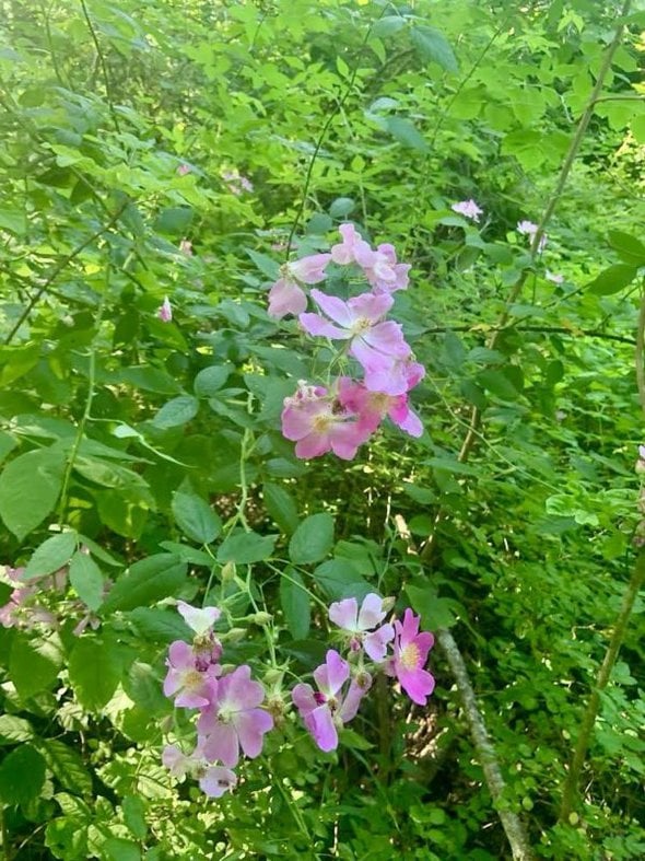 pink flowers.