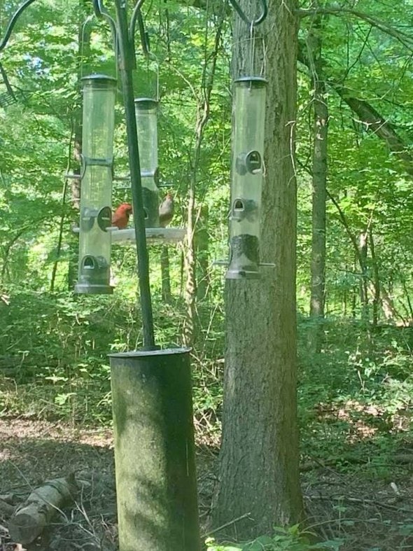 bird feeders.