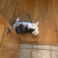cat lying on the floor.