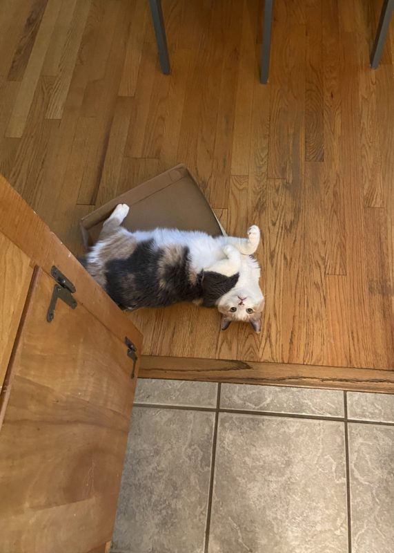 cat lying on the floor.