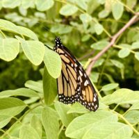 monarch butterfly.